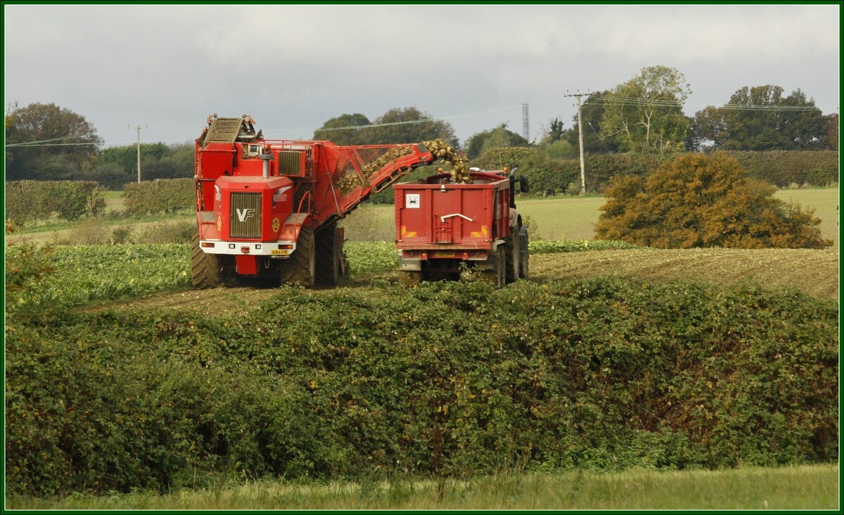 Sugar Harvest - Peter Cannons